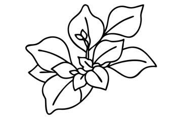 Bougainvillea Line Art, Elegant Floral Illustration, Minimalist Bougainvillea Drawing