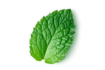  Close up . Mint green leaves on white background