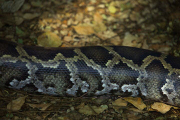 Indian python skin texture detail