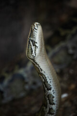 Indian python head detail