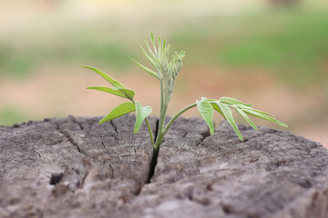 New development and renewal business concept of emerging leadership success as old cut down tree and strong seedling growing in trunk as concept of support building future.
