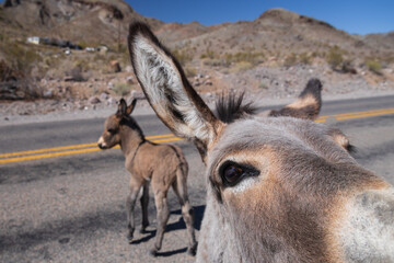 Wild burros in the road
