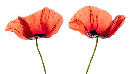 poppy flower isolated on white background