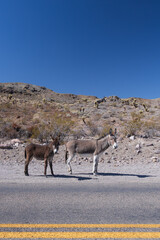 Wild burros on the side of the road