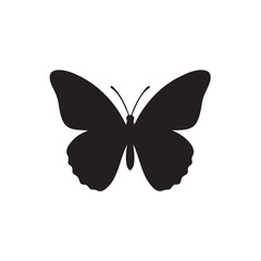 butterfly on white background