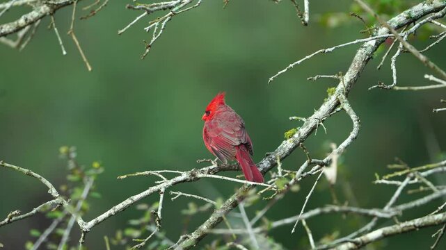 Witness a lone, bright red male Cardinal perched on an isolated branch, beautifully contrasted against a deep green and darkly blurred bokeh background. This close-up view highlights the vibrant color