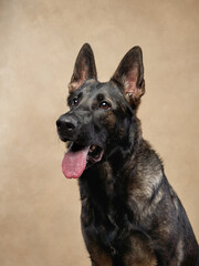A German Shepherd sits against a beige background with its tongue slightly out, appearing relaxed and alert. The strong posture emphasizes its confident and loyal nature.