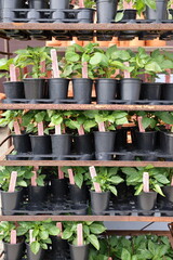 potted peppers 
