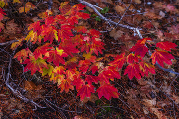 Autumn leaves in Mount Rainier NP display stunning red and yellow hues