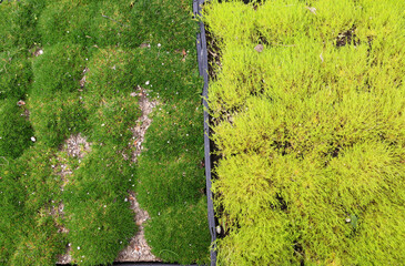 trays of moss