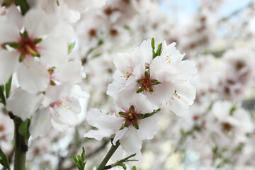 Fototapeta premium Beautiful blossoming cherry plum tree with white flowers outdoors, closeup