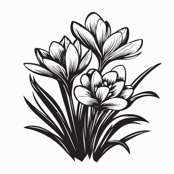 Spring Crocus Flower Image Vector Isolated on white Background