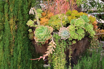 succulent hanging pot