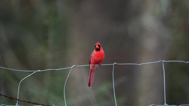 Witness a lone, bright red male Cardinal perched on a wire fence line, beautifully contrasted against a dark green and blurred forest bokeh background.