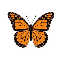 Fototapeta premium Monarch Butterfly, Black and White Line Art