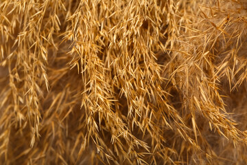 Dry pampas grass as background