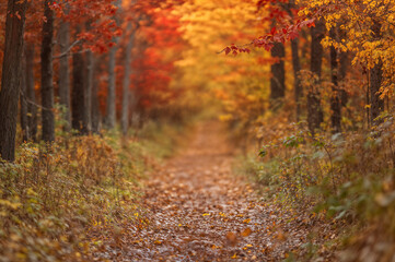 Naklejka premium Autumn Serenity: Golden Pathway Through Vibrant Fall Foliage