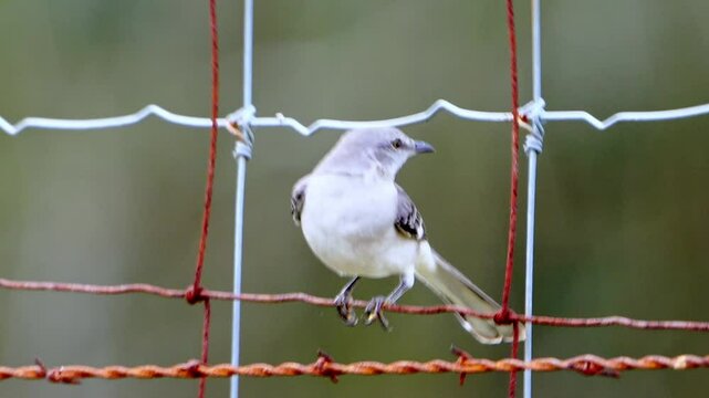 Witness a brightly lit Mockingbird perched within a square of a field wire fence, beautifully contrasted against a dark green and blurred forest bokeh background.