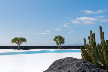 Cactus by tropical beach