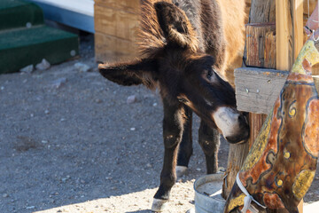 Young burro close-up