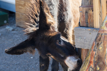 Young burro head close-up