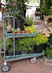 shopping cart with plants