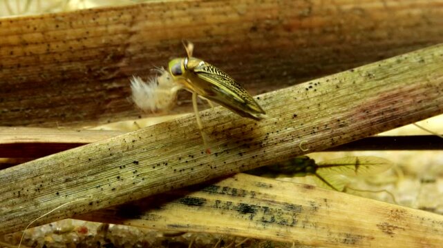 Adult Water Boatman (Cymatia americana) underwater in a pond, feeding on a captured amphipod (Hyalella sp.), lateral wide view. 