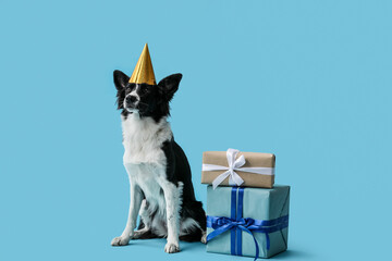 Cute Border Collie dog with gift boxes and party hat on blue background