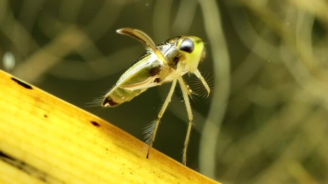 Adult Water Boatman (Cymatia americana) underwater in a pond, perched on a blade of dead grass while it grooms itself, diagonal view, macro close-up. 