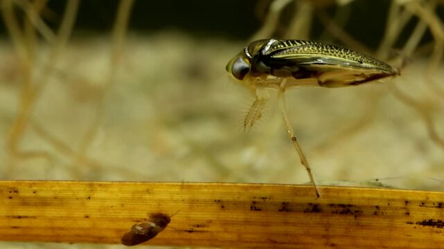 Adult Water Boatman (Cymatia americana) underwater in a pond, perched on a blade of dead grass while it grooms itself, lateral view, macro close-up. 