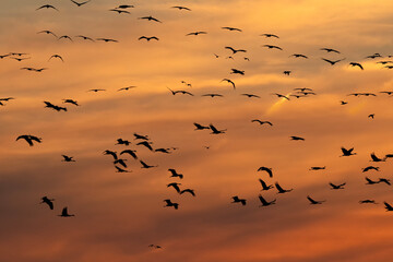 Sandhill cranes at sunset; Crane Trust; Nebraska