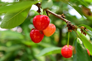 熟したサクランボ