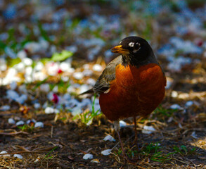 Robin Bird on the ground looking to the left amongst flower pedals