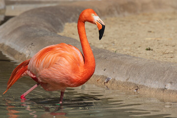 Pink flamingos in the water