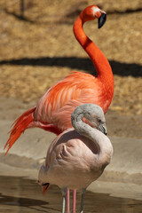Pink flamingos in the zoo