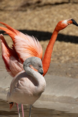 Pink flamingos in the zoo