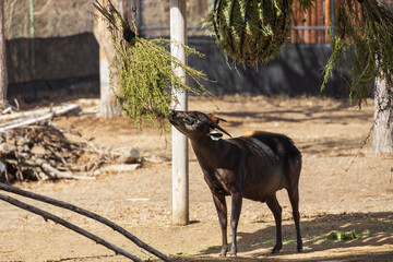 Yellow-backed Duiker in a zoo