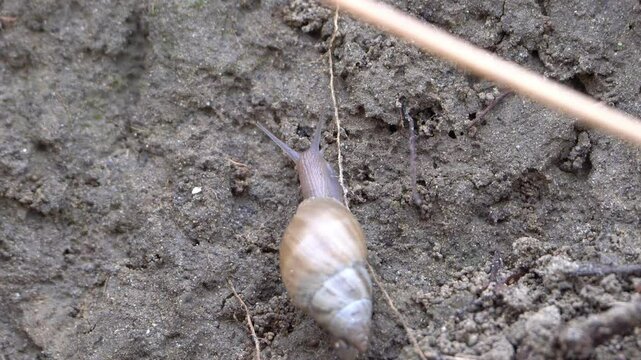 Observe a Ghost Bulimulus snail slowly making its way up a moist dirt wall in a lush forest environment. This video captures the delicate movements of this pale snail