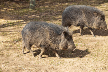 Javelinas walking in the sand