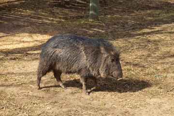 Javelina walking in the sand
