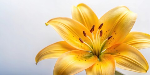 Obraz premium Close-up of a vibrant yellow lily flower with delicate petals and golden center, set against a soft white background, capturing its intricate details and beauty, beauty, spring