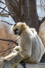 Female northern white-cheeked gibbon in a tree