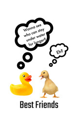 Duck friends
