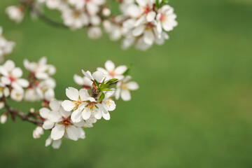 Blossoming tree branch on spring day, closeup
