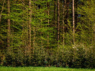 Wiederaufforstung im Nadelwald