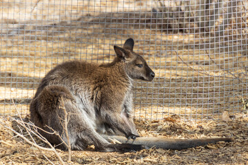 Wallaby in the zoo