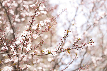 Beautiful blossoming tree branches on spring day, closeup