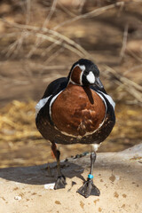 Red-breasted goose  