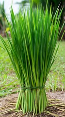 Obraz premium Fresh Green Rice Seedlings Bundle Farm Agriculture