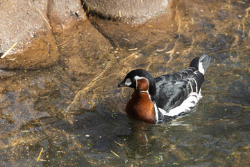 Red-breasted goose in a pond